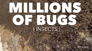 MILLIONS OF BUGS ( INSECTS) UNDER A BIG ROCK || NICKKABOO