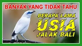 BANYAK YG TIDAK TAHU❗️Berapa Lama Usia Jalak Bali