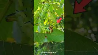 Why Are Caterpillars Always Hungry? 🐛🤯