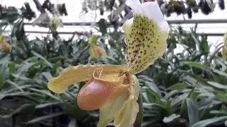 Paphiopedilum insigne ecco come coltivarla