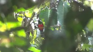 Collared Trogon (Trogon collaris) @ PNN Tatam&aacute;, Colombia
