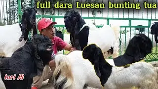 Molai 2jt an‼️spesial etawa (dara bunting) spek Alusan diNASERFARM wonosobo 