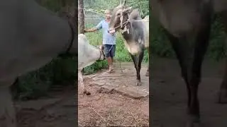 Young Heifer with Hallikar Studbull in Tumkur