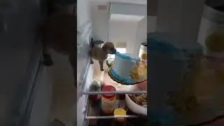 dog eating cake in the fridge