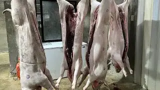 Evisceration (Swine) &mdash; removal of internal organs #butcher #pork #swine #meat #slaughtering #fun 