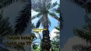 Sungguh takjub tajamnya sabit cap 111 di pokok tinggi #shorts
