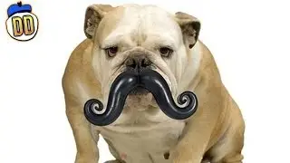15 Useless Pet Toys & Products