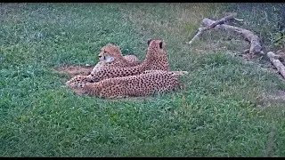 Cheetah Cam at Pittsburgh Zoo & PPG Aquarium | Ozolio Live Streaming