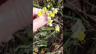 Epimedium