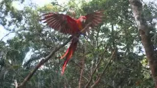 Macaw Mountain Bird Park  Cop&aacute;n  Honduras