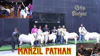 Manzil Pathan 2023 Collection | Kota Mafia | Biggest Kota Goats | Conversation With Manzil Pathan.
