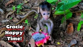 Gracie&rsquo;s Lovely Moments &ndash; Eating & Playing So Much 💕🐒,@monkeyscorner