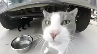 POV: You live in an RV with cats | RV Vlog