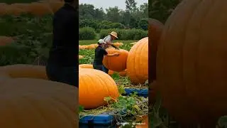 Gigantic Pumpkins Growing in Hydroponics on a Floating Farm 🎃🌾