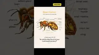 islamic important knowledge,miracle of Allah, #shorts