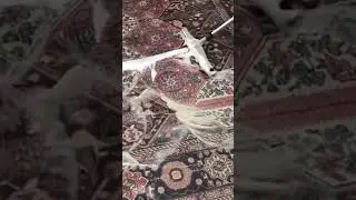 Rug cleaning in 45 seconds!