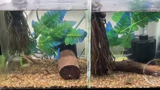 Cory Catfish