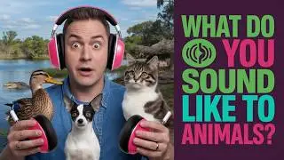 How The World SOUNDS To Animals | How Animals Hear the World