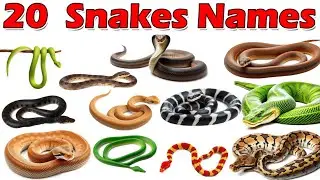 बच्चों के लिए साँपों के नाम | Learn 20 Snake Names in English Easy Learning for Kids