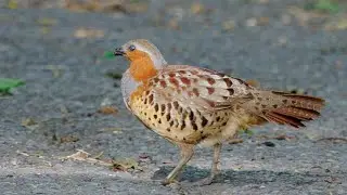 コジュケイ　野鳥　Chinese bamboo partridge　Bambusicola thoracicus　wildbirds