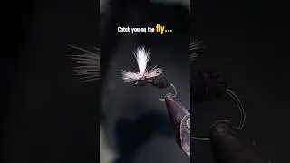Schroeder's Parachute Ant