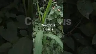 #Cenchrus ciliaris