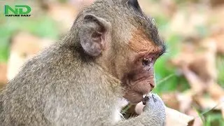 so much fell lonely and hurt , pity poor baby monkey jessie no one care