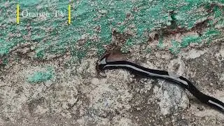 Hammerhead Worm | Cephaloflexa | Humbertium