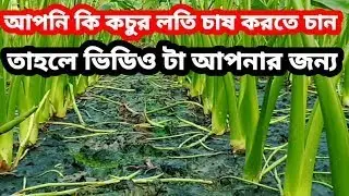 লন্ডনে কিভাবে কচুর চাষ করবেন || Lutfur Polash