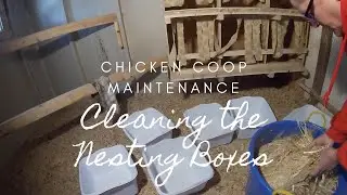 Chicken Coop Maintenance: Cleaning the nesting boxes