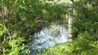 Wetlands Sights and Sounds - Necedah National Wildlife Refuge - Contemplative - Relaxing