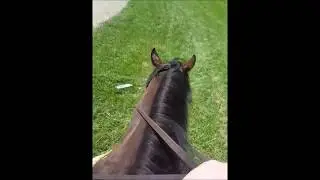 Lead Pony 101: Re-Schooling The Off-Track Thoroughbred