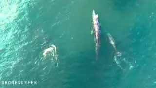 Gray whales off La jolla Califonia San Diego . Drone footage  4k