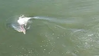 Flippin' Heck! Dolphin's Tail Kick Sends Fish Flying