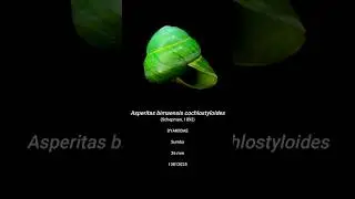 Asperitas bimaensis cochlostyloides 13812025