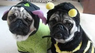 Minnie & Max Pug Pictures 2009