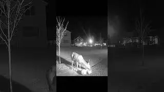 Backyard Trail Cam Catches Mule Deer
