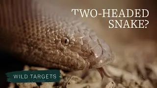 Why is this snake one of the most trafficked species in India? | Wild Targets