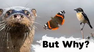 Not all Wildlife is declining in the UK!
