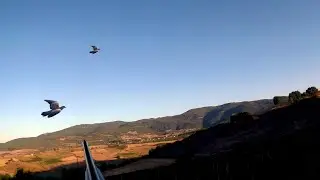 &Uuml;veyik ve Bıldırcın avı / quail hunting and dove hunting 2021-2022
