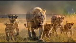 24 Hours of a Lion King&rsquo;s Fight for Survival | His Most Dangerous Day Ever #lion #animal #anime 