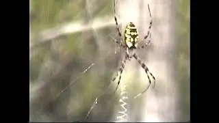 Tour of the Okefenokee Swamp Park in Waycross 1997-09-25