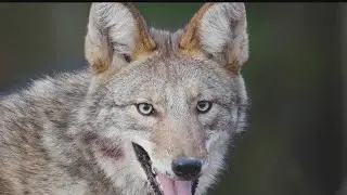 Former wildlife educator says there&rsquo;s more coyotes in the Valley than we realize