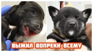 История больного бездомного щенка. Каким он стал.