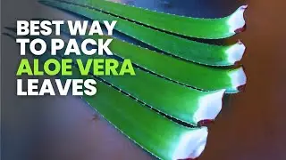 Best Way to Pack and Ship Fresh Aloe Vera Leaves
