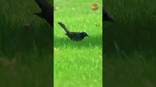 This bird has attitude 😎 | Common Grackle up close