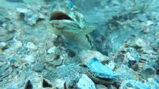 Jawfish Building Home