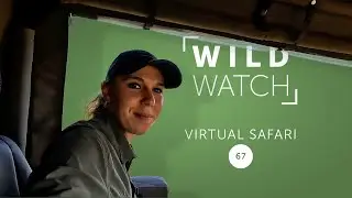 The leopard episode (with lions) | WILDwatch virtual safari 67