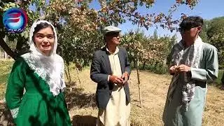 تا بحال (تیرماه)در جاغوری زردآلو هست 🙄🥰
