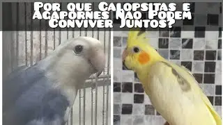 Por que Agapornes e Calopsita Não podem Conviver Juntos?